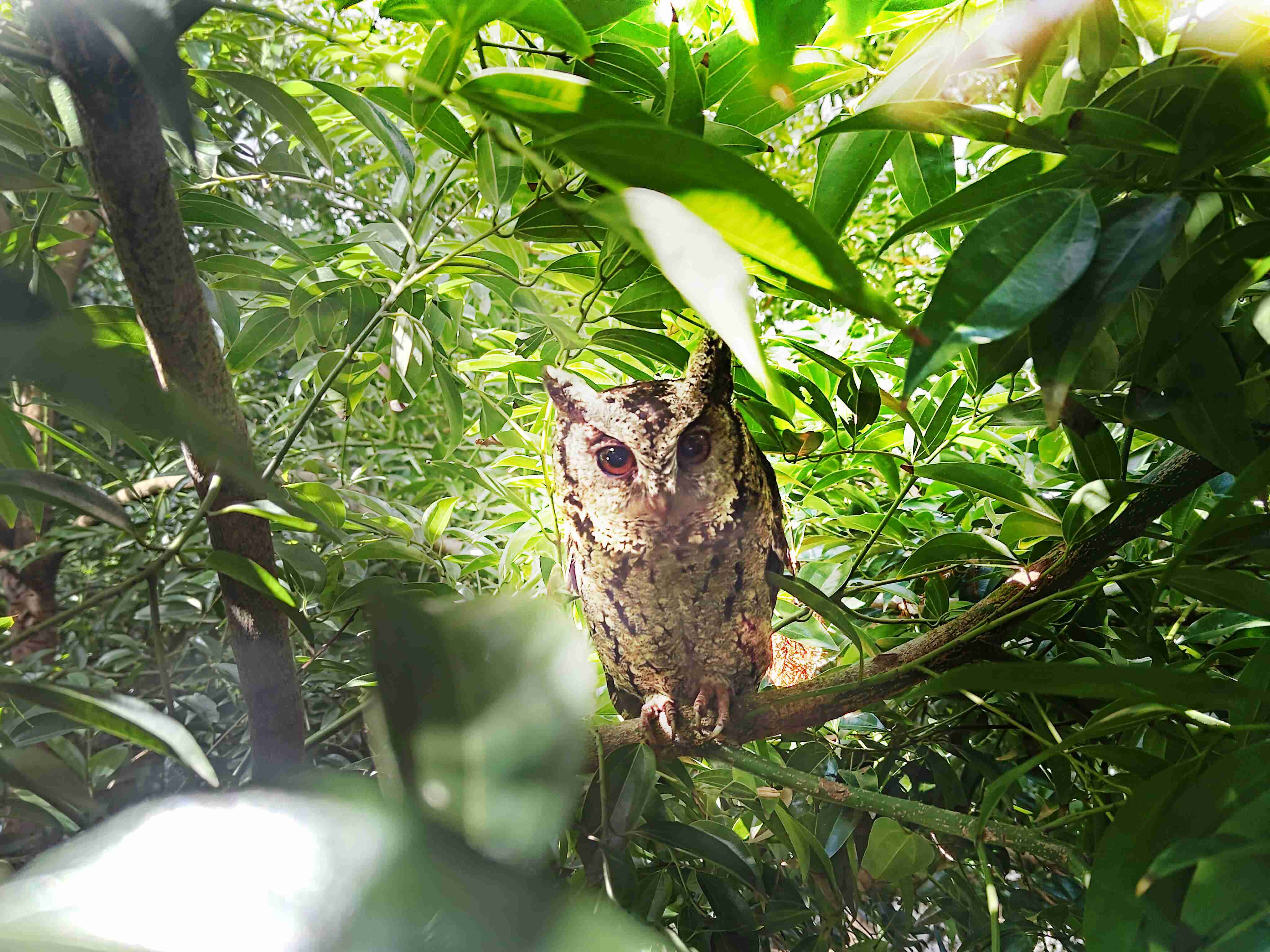 JDB电子致力提倡净零绿生活，，，16年以来在全球各厂区植树逾百万棵，，，，造就各厂区树木蔚然成林，，，，犹如森林工厂，，，成为许多生物的栖息地